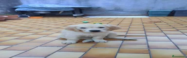 Golden Retriever 3