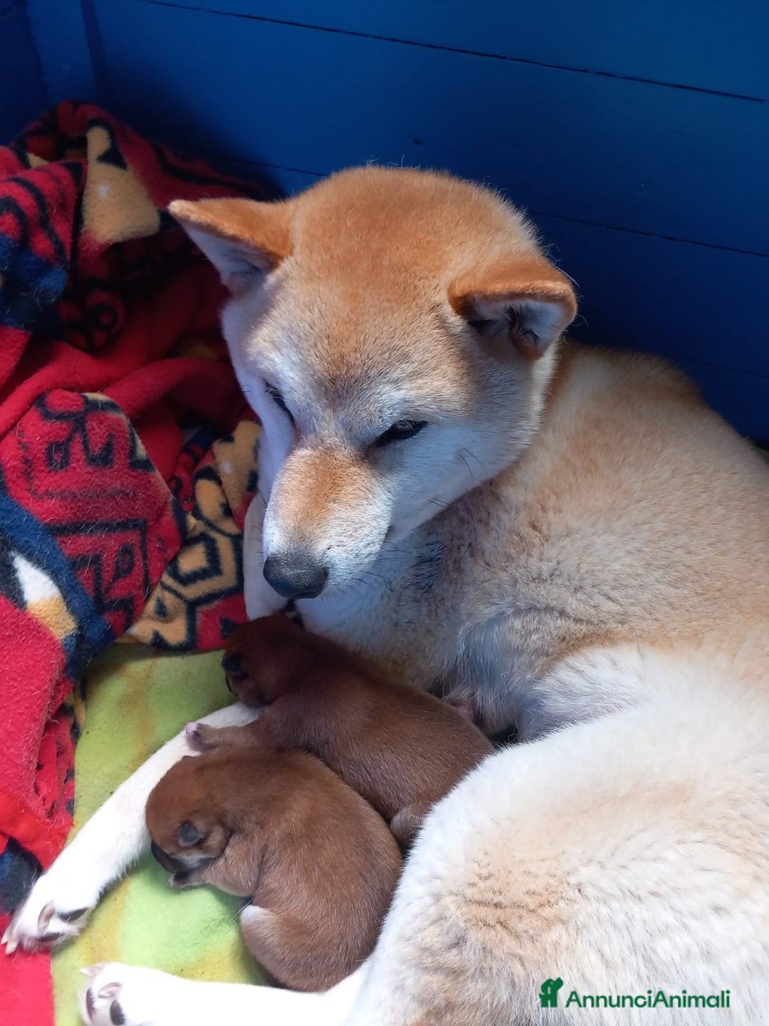 Shiba Inu cani in vendita: cucciole shiba inu riproduzione selezionata a Provincia di Treviso - Immagine 4
