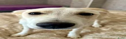 Meticcio cani in regalo: Pluto a Provincia di Savona - Annuncio 6