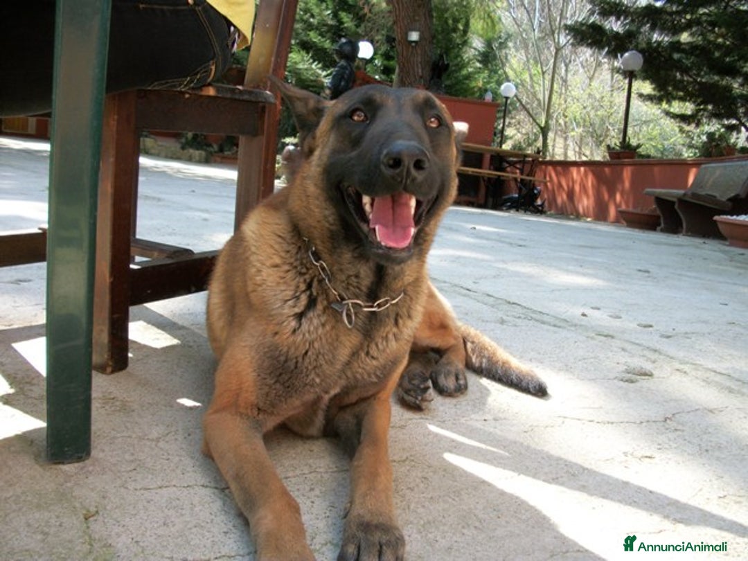 Immagine della galleria {{count}}