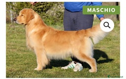 Golden Retriever cani in vendita: Cuccioli Golden Retriver Americani 100% a Provincia di Lucca - Immagine 12