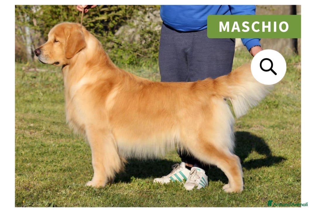 Golden Retriever cani in vendita: Cuccioli Golden Retriver Americani 100% a Provincia di Lucca - Immagine 12