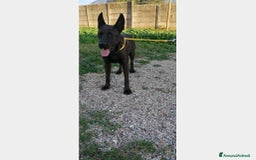 Pastore Belga cani in regalo: 3anni Pastore Belga/Corso educato CASERTA a Milano - Immagine 2