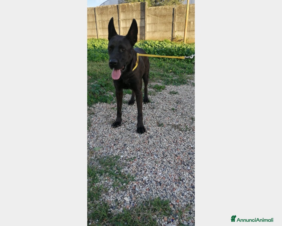 Pastore Belga cani in regalo: 3anni Pastore Belga/Corso educato CASERTA a Milano - Immagine 2