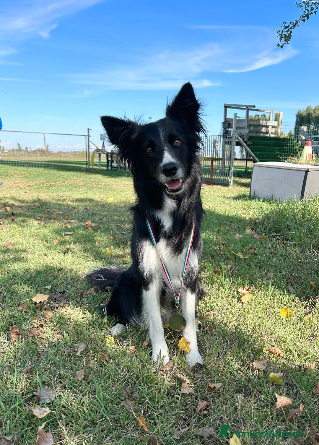 Border Collie cani in vendita: Cuccioli di Border Collie - Annuncio 2