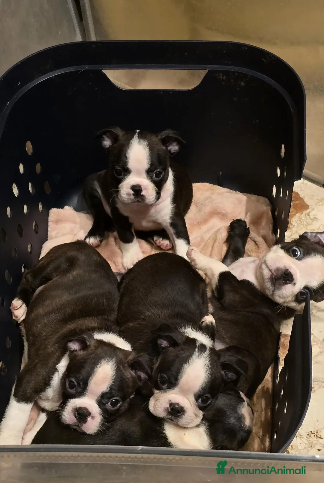Boston Terrier cani in vendita: Disponibili bellissimi cuccioli di Boston Terrier  a Provincia di Ascoli Piceno - Annuncio 7