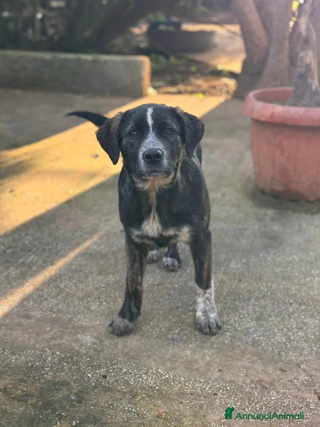 Meticcio cani in regalo: GINA, GILDA E GRETA - Annuncio 2