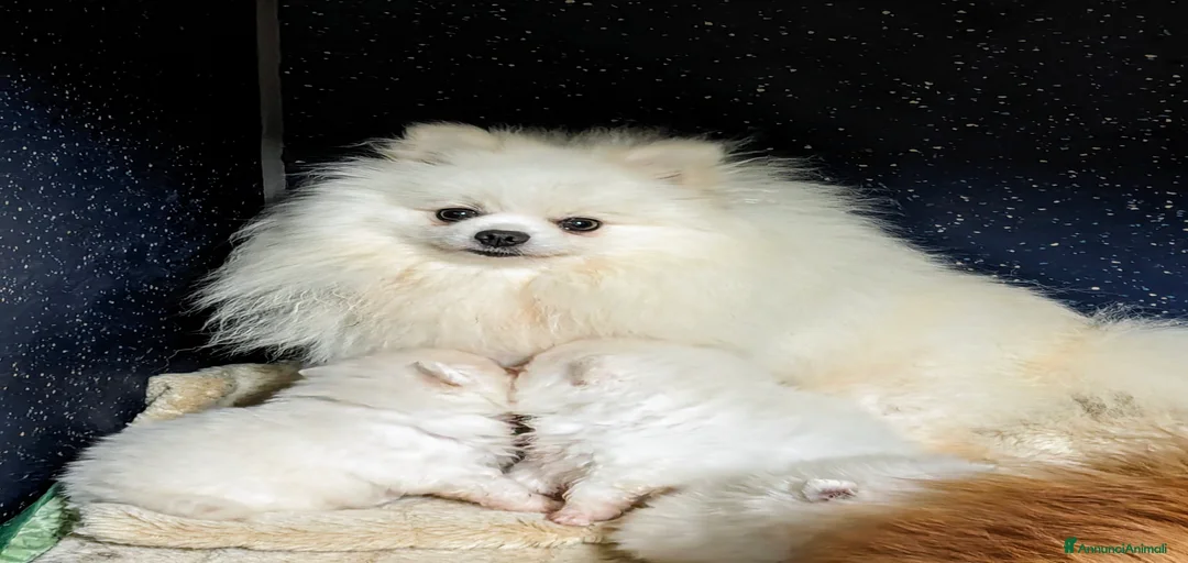 Immagine della galleria {{count}}