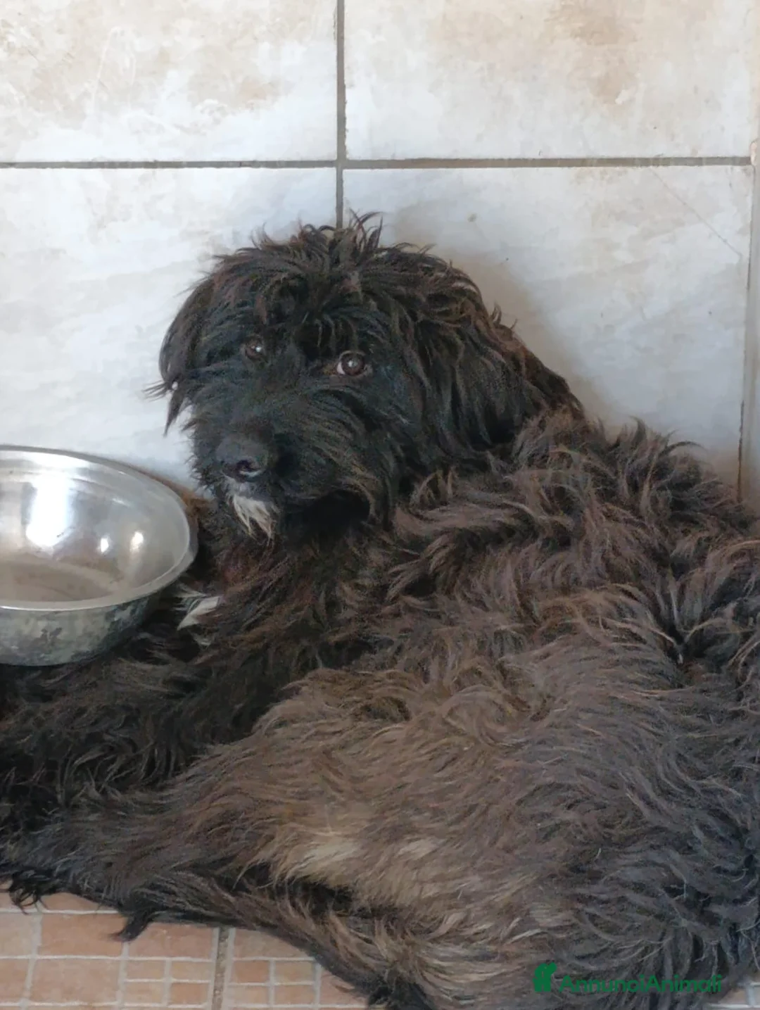 Meticcio cani in regalo: Zorro, Schnauzer-Terrier Mix in canile - Annuncio 2
