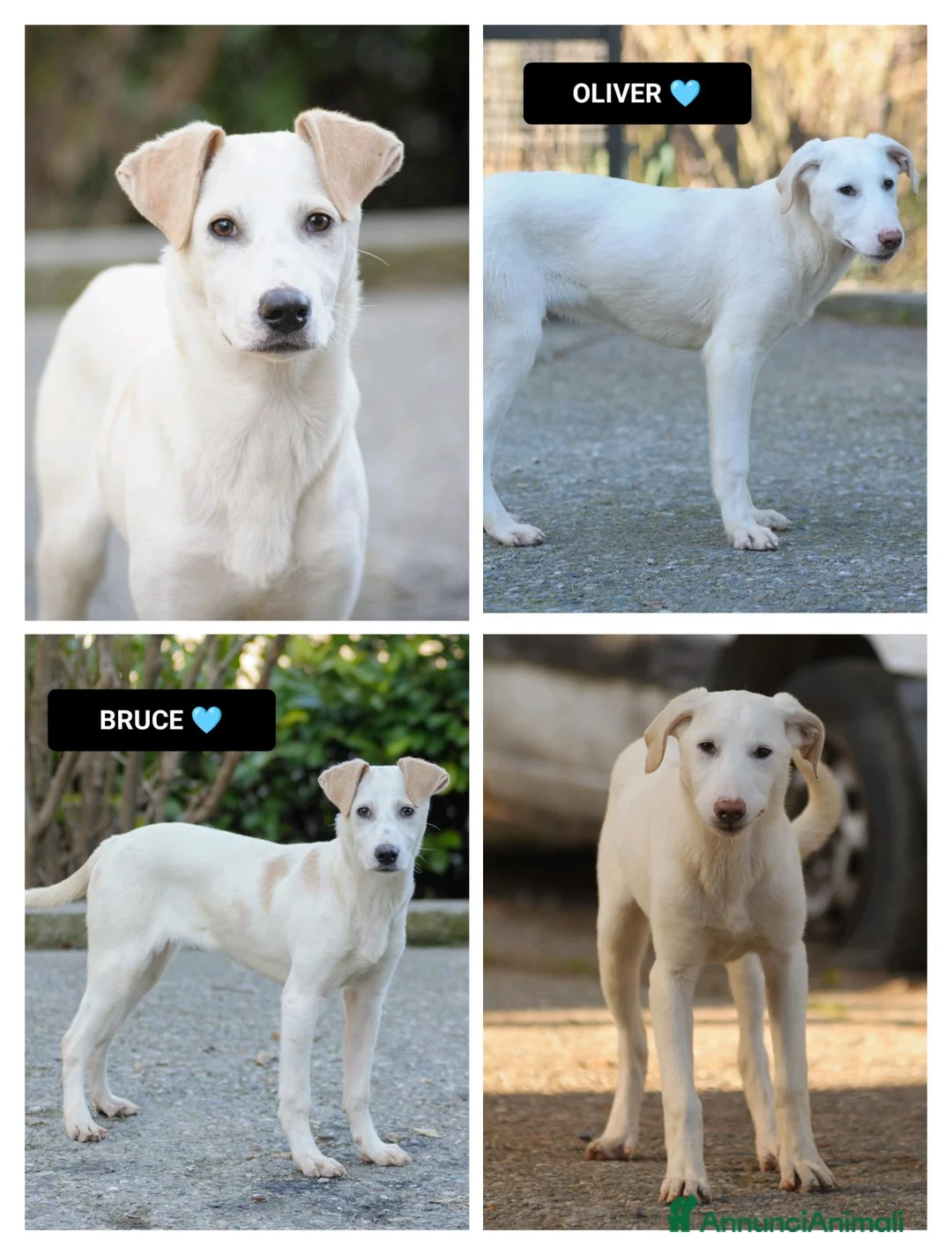 Altre razze cani in regalo: oliver e bruce - Annuncio 1