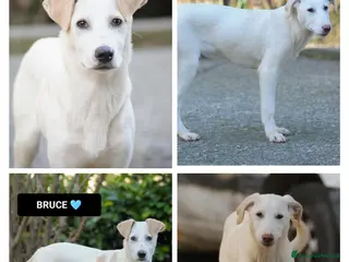 Altre razze cani oliver e bruce - Annuncio 8