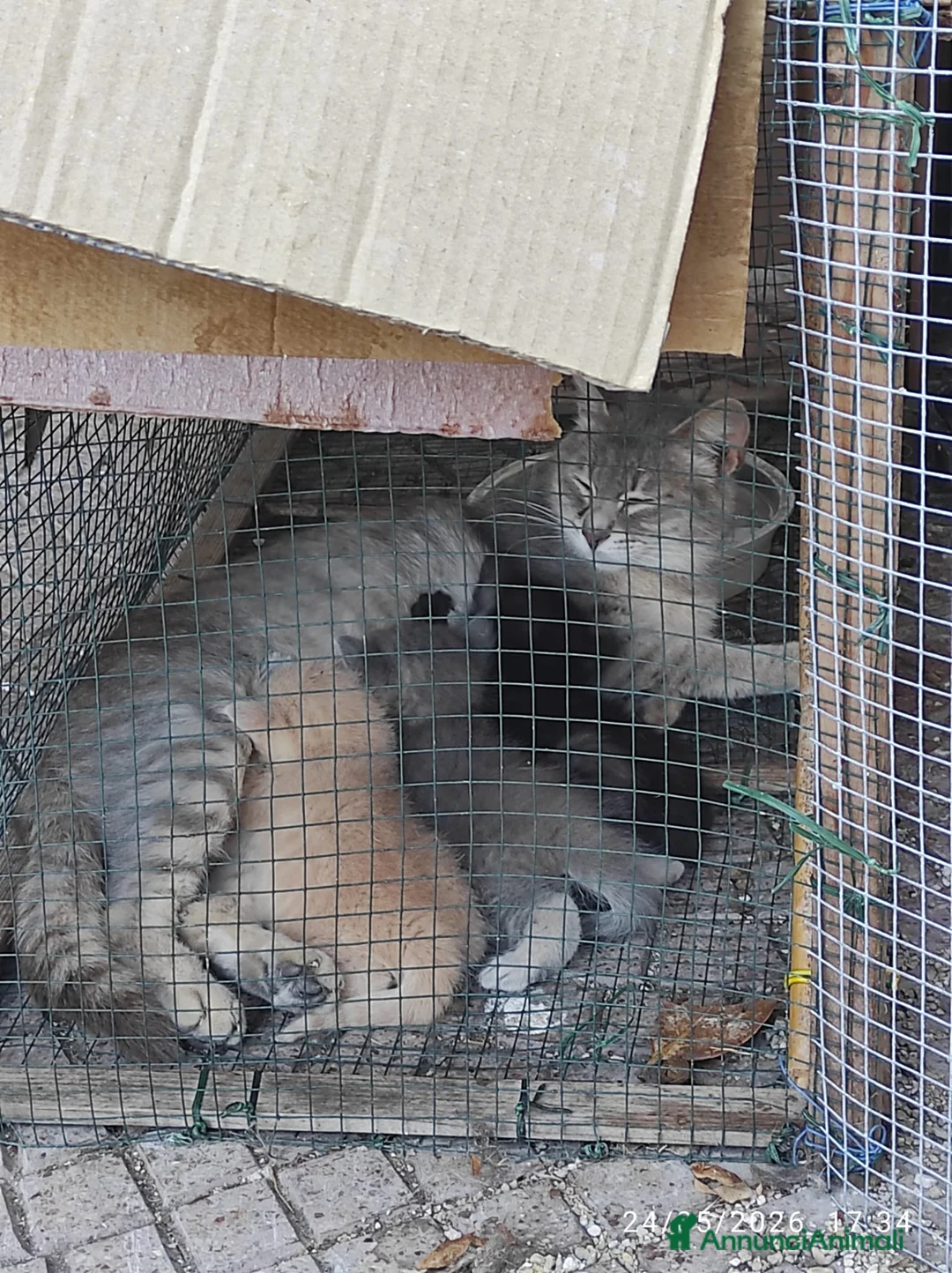 Meticcio gatti in regalo: Gattini fratellini in cerca di casa - Annuncio 2