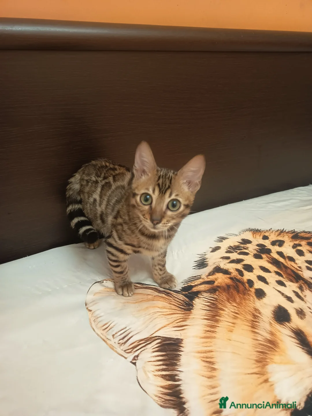 Bengala gatti in vendita: la meraviglia di Selected Breed 🥰 - Annuncio 3