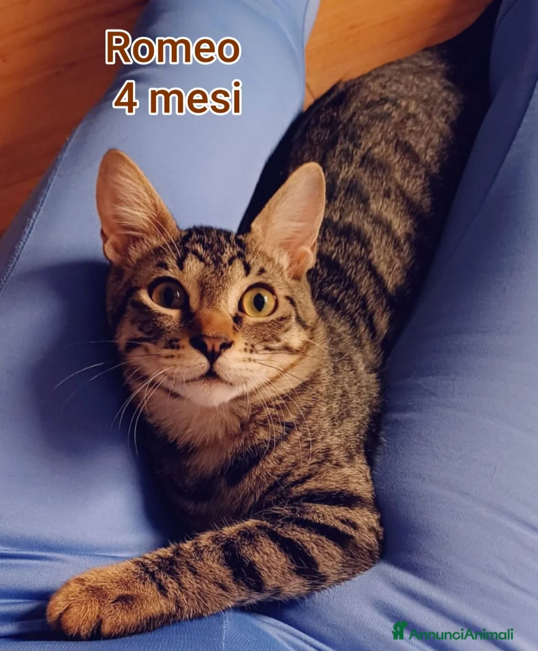 Europeo gatti in regalo: ADOTTA UN GATTINO! a Provincia di Reggio Emilia - Annuncio 2