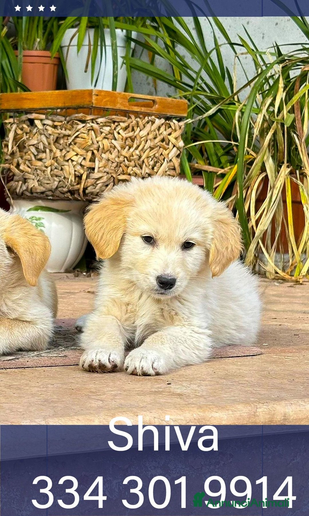 Meticcio cani in regalo: SHIVA 🩷-cucciola pastore musetto vispo, cerca 🏠  - Annuncio 1