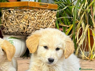 Meticcio cani SHIVA 🩷-cucciola pastore musetto vispo, cerca 🏠 - Annuncio 4