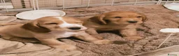 Cocker cani in vendita: Ultimi cuccioli - Annuncio 4
