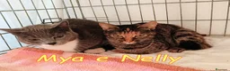 Europeo gatti in regalo: Mya e Nelly gattine buonissime - Annuncio 1