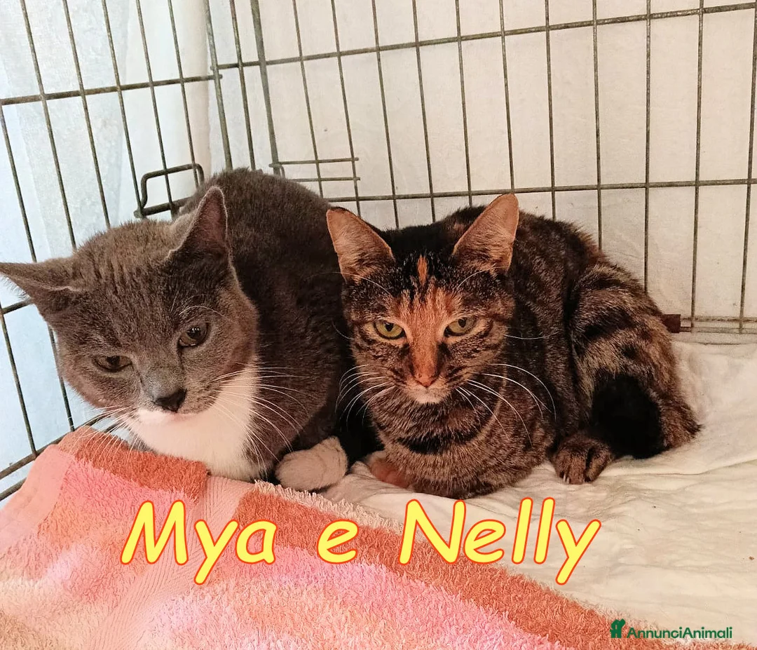 Europeo gatti in regalo: Mya e Nelly gattine buonissime - Annuncio 1