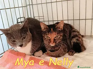 Europeo gatti Mya e Nelly gattine buonissime - Annuncio 8