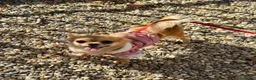 Chihuahua cani in vendita: Chihuahua Femmina Lilac  - Annuncio 4