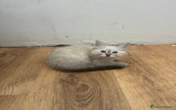 Siberiano gatti in vendita: cuccioli siberiani ipoallergenici  a Provincia di Arezzo - Immagine 4