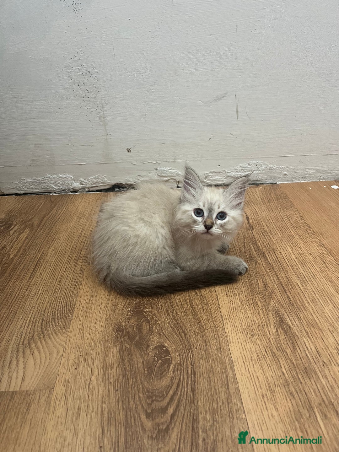 Siberiano gatti in vendita: cuccioli siberiani ipoallergenici  a Provincia di Arezzo - Immagine 4