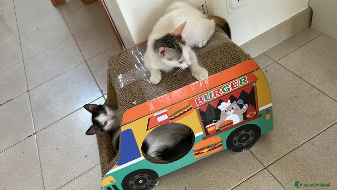 Meticcio gatti in regalo: Gattini in regalo a Siracusa  a Libero consorzio comunale di Siracusa - Annuncio 12
