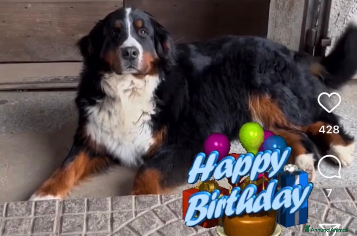 Bovaro del Bernese cani Cuccioli Bovaro del Bernese - Annuncio 8