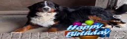 Bovaro del Bernese cani in vendita: Cuccioli Bovaro del Bernese - Annuncio 1