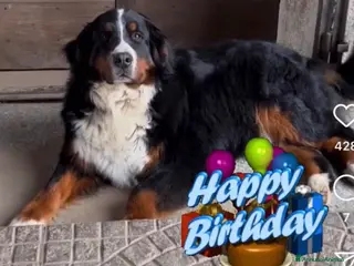 Bovaro del Bernese cani Cuccioli Bovaro del Bernese - Annuncio 8