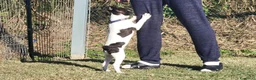 Boston Terrier cani in vendita: Cucciolo maschio di Boston Terrier - Annuncio 4