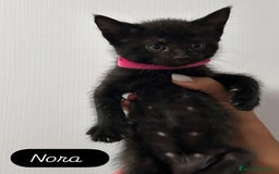 Maine Coon gatti in vendita: Cuccioli misti Maine coon  - Immagine 5