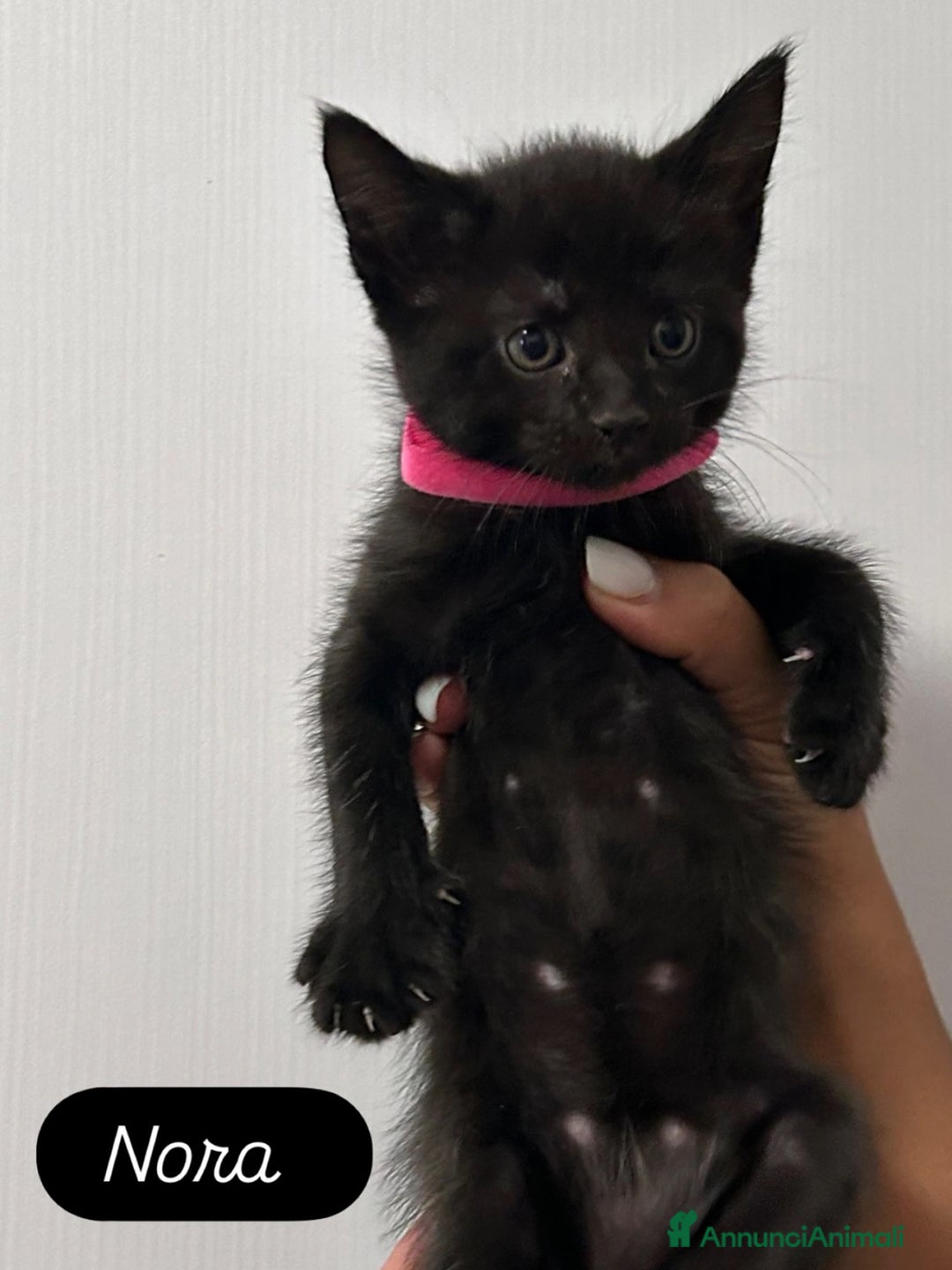 Maine Coon gatti in vendita: Cuccioli misti Maine coon  - Immagine 5