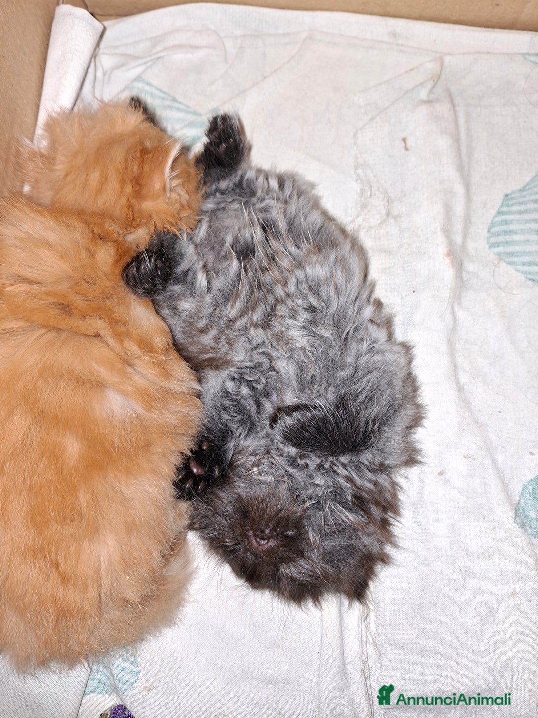 Persiano gatti in vendita: Cuccioli persiano a Provincia di Reggio Emilia - Immagine 6