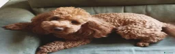 Barboncino cani in vendita: Barboncino nano  - Annuncio 1