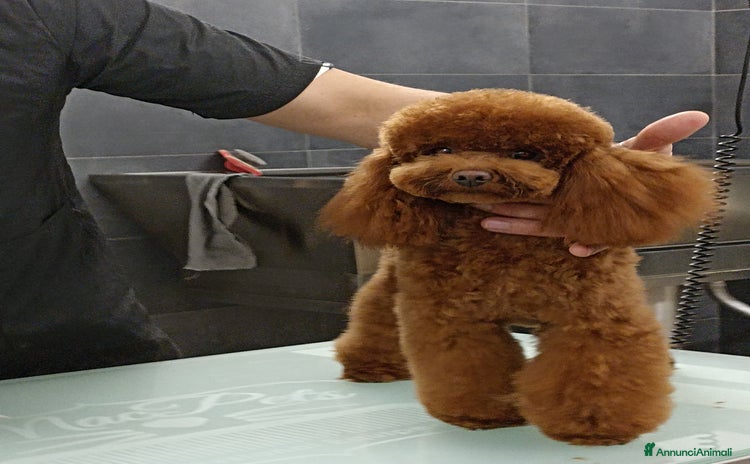 Barboncino Toy cani a Città metropolitana di Catania - Annuncio 5
