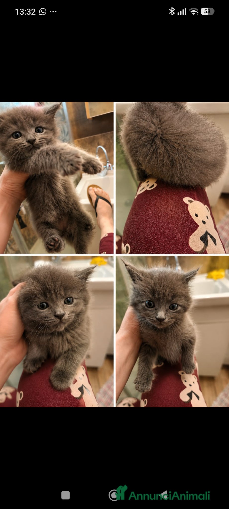 Maine Coon gatti in vendita: Cuccioli Maine coon  - Annuncio 1