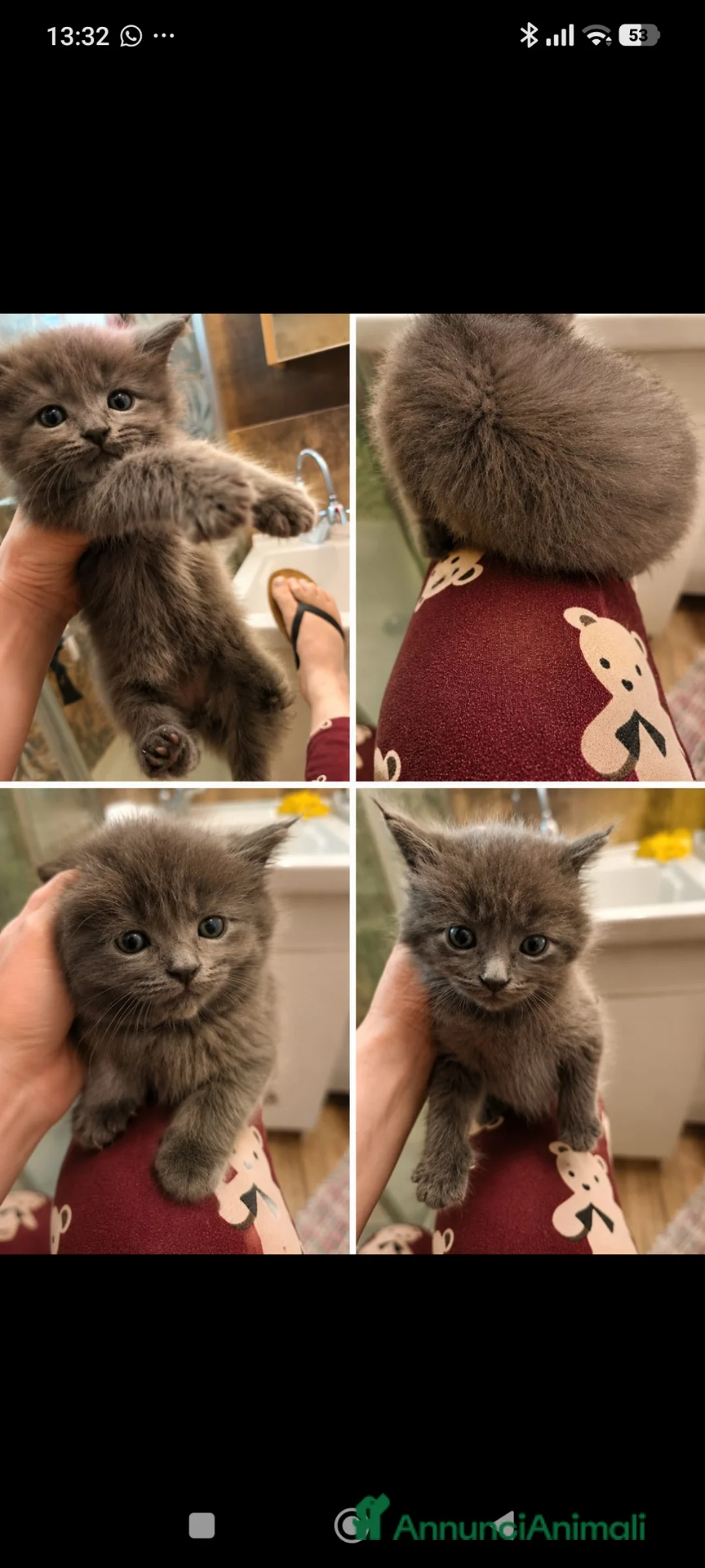 Maine Coon gatti in vendita: Cuccioli Maine coon  - Annuncio 1
