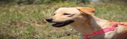 Meticcio cani in regalo: ✨ Venerdì ✨ - Annuncio 10