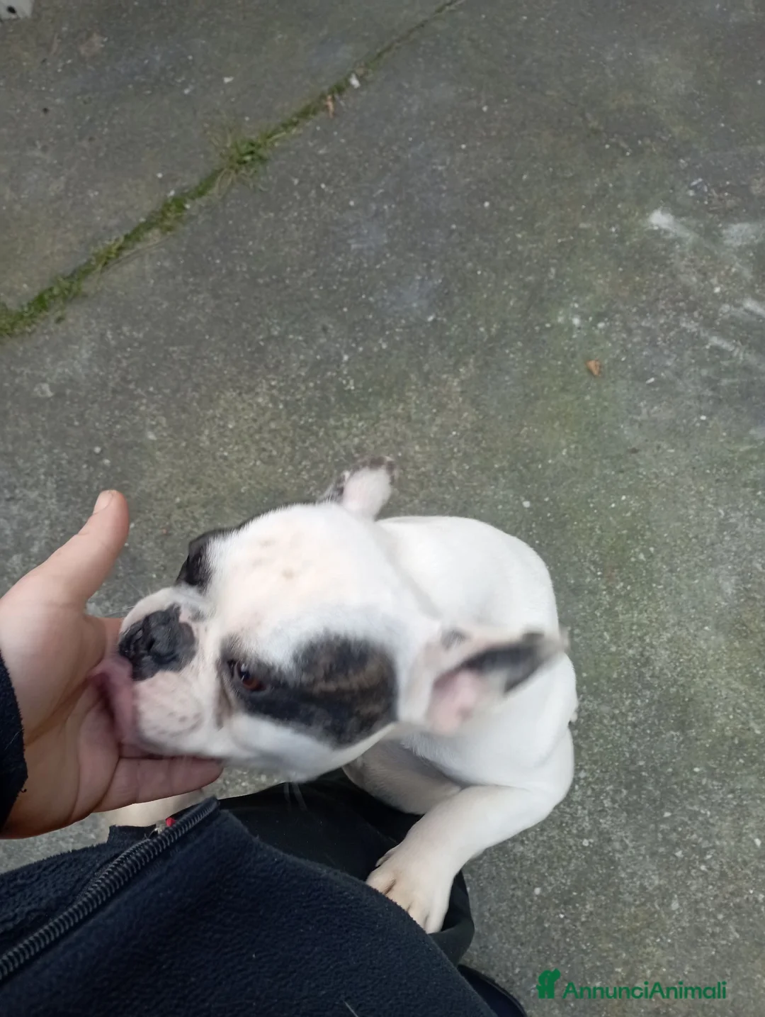 Bulldog Francese cani in vendita: Bulldog francese  - Annuncio 2