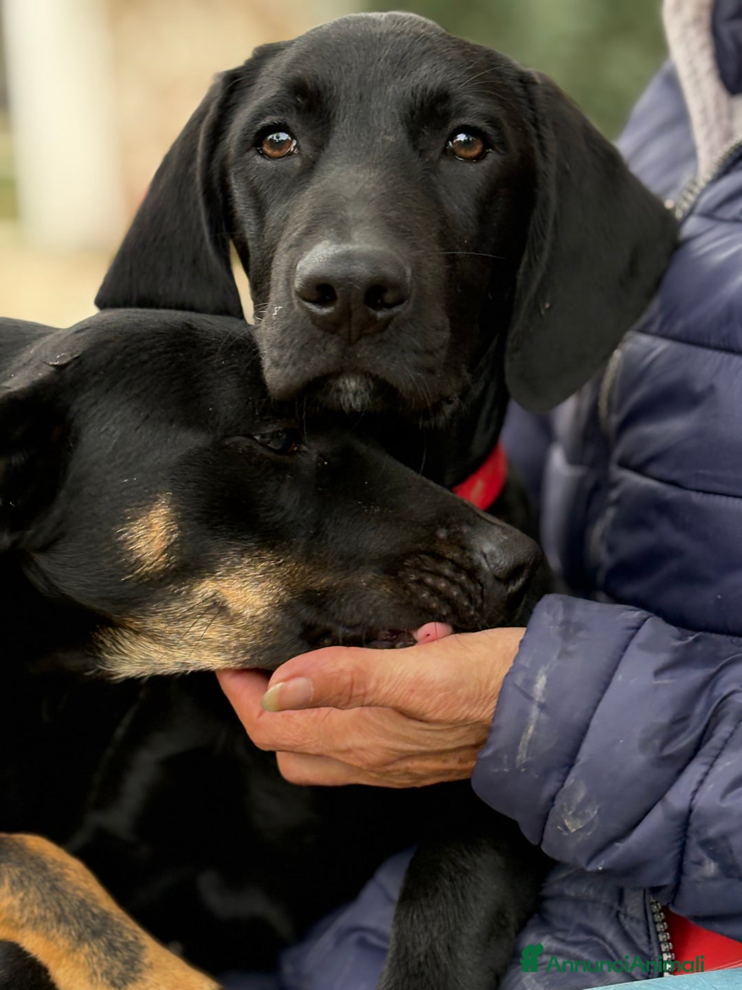 Altre razze cani in regalo: Alex e Susy cuccioli di 5 e 10 mesi cercano casa - Annuncio 4