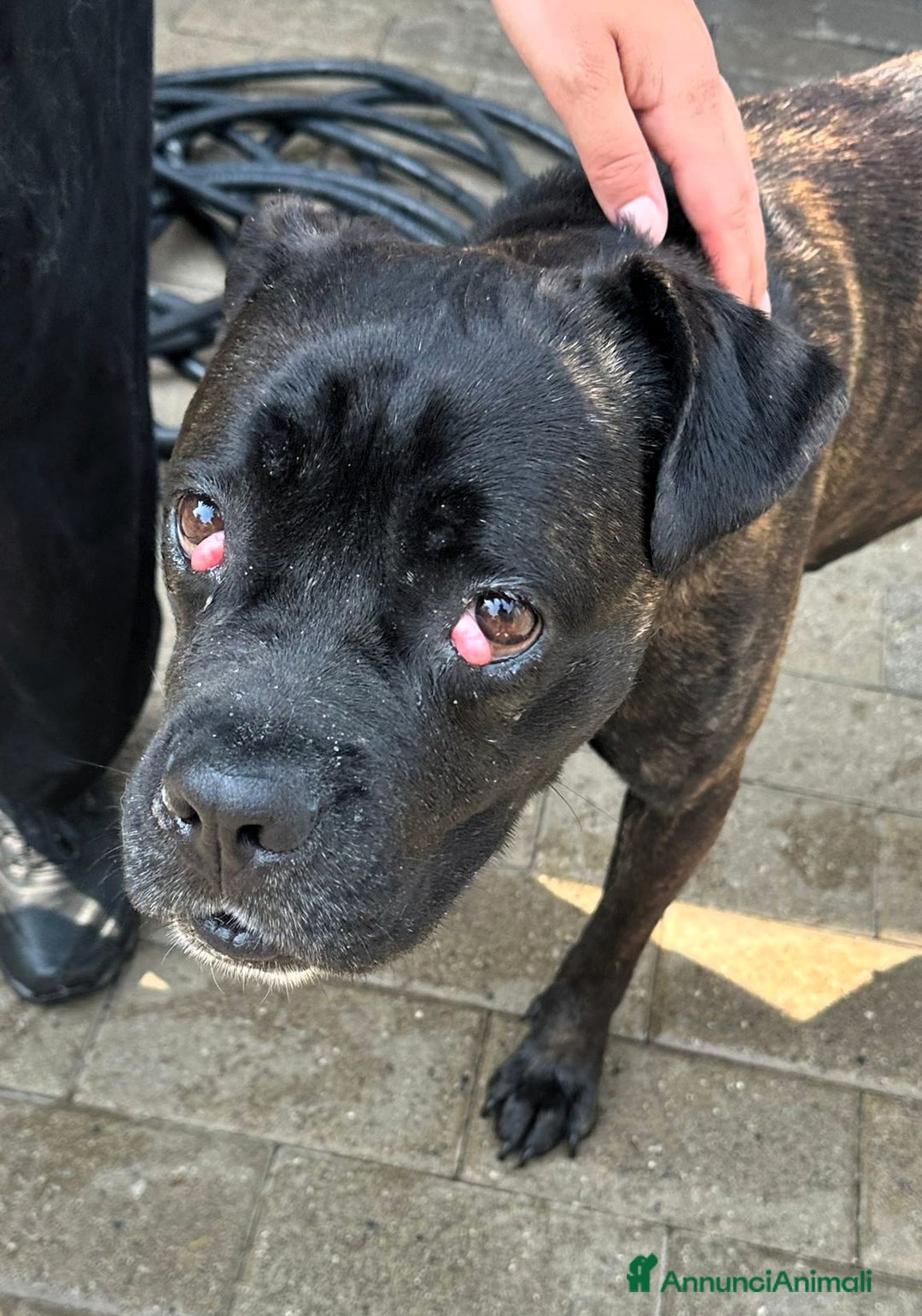 Meticcio cani in regalo: CHERRY BOXERINA - Annuncio 2