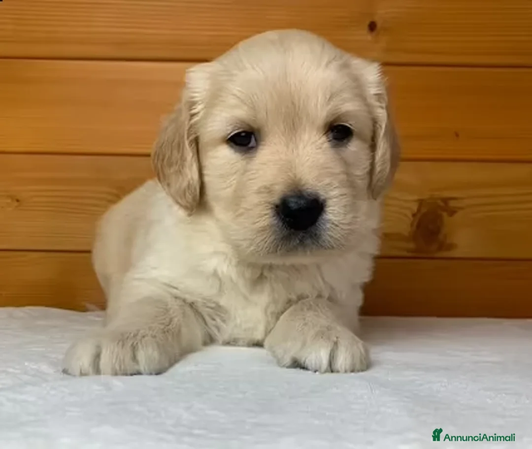 Golden Retriever cani in vendita: Cuccioli di Golden Retriever - Annuncio 2