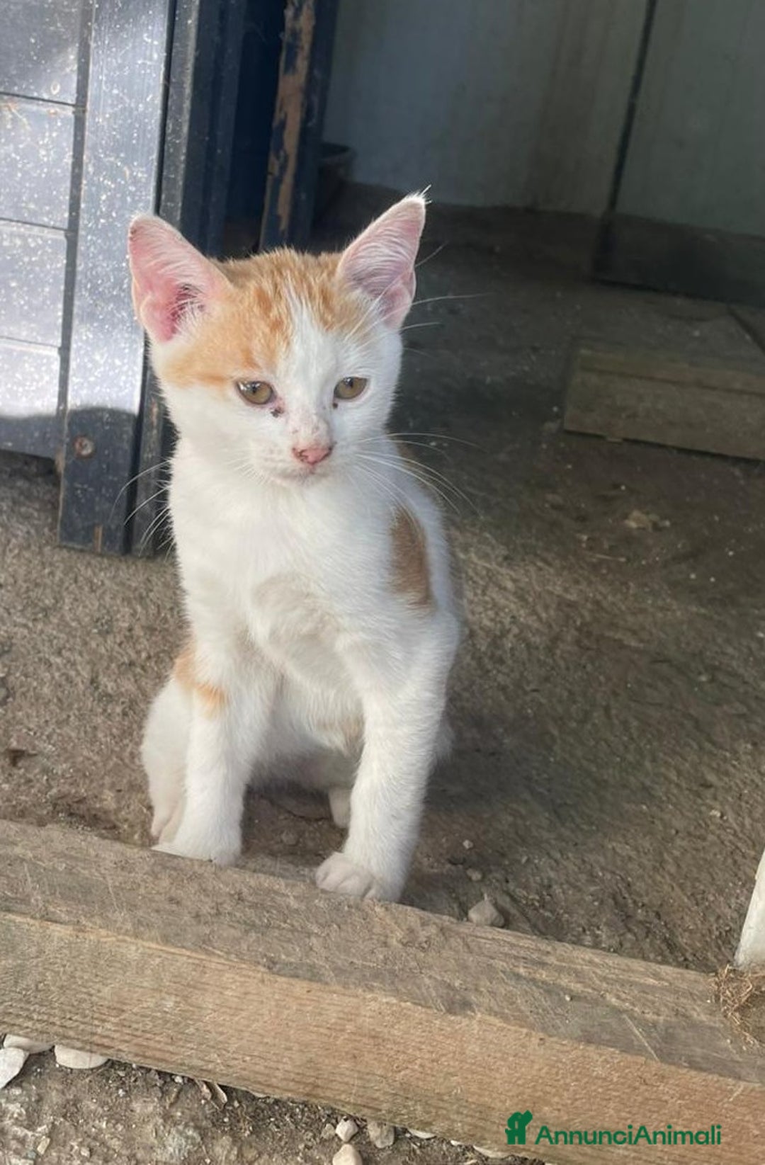 Meticcio gatti in regalo: PIMPI E POOH a Città metropolitana di Roma Capitale - Annuncio 7