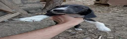 Setter Inglese cani in regalo: Teo e Sofì 2 setter inglesi di 3 mesi (Catania) - Annuncio 8