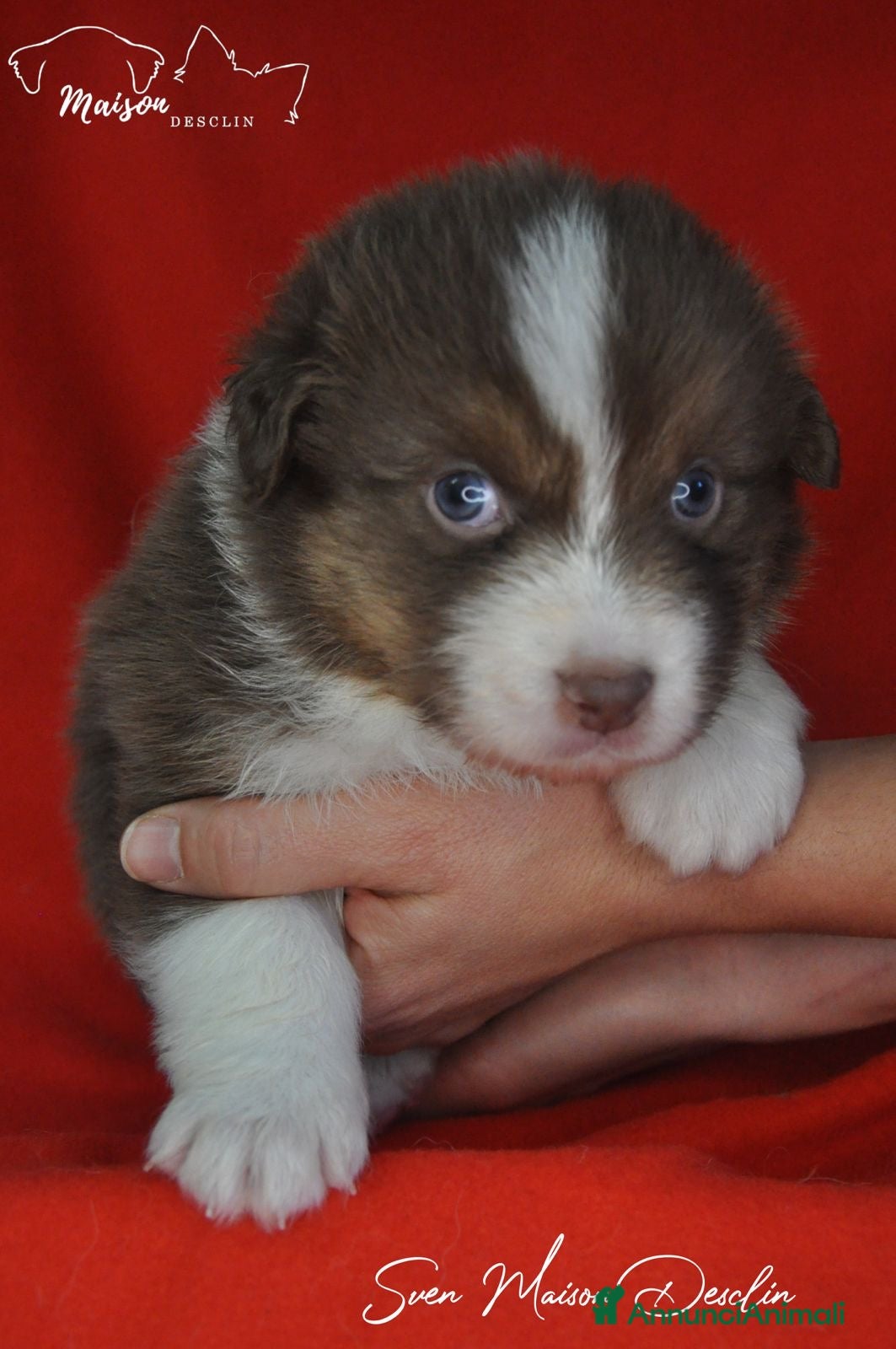 Australian Shepherd cani Cuccioli Australian Shepherd - Annuncio 2