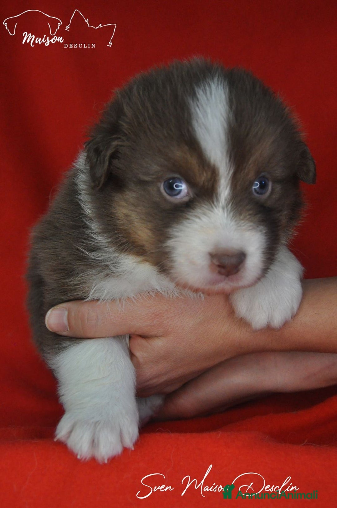 Australian Shepherd cani in vendita: Cuccioli Australian Shepherd - Annuncio 1