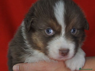 Australian Shepherd cani Cuccioli Australian Shepherd - Annuncio 3