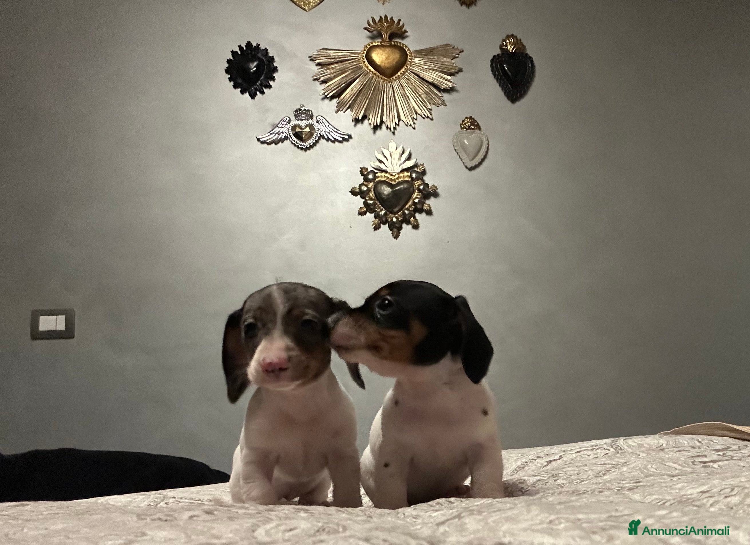 Bassotto cani Femmine bassotti piebald - Annuncio 22